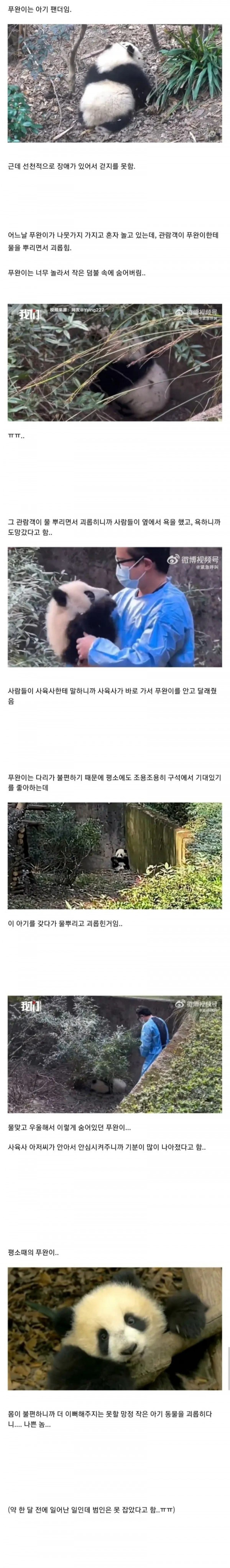 관람객한테 물 맞고 놀란 아기팬더.jpg