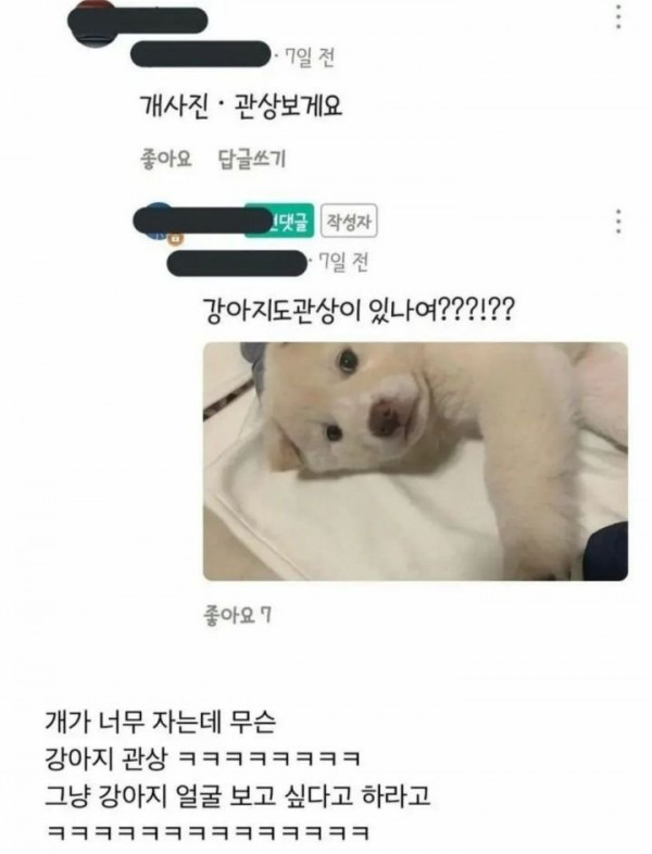 강아지가 너무 잡니다. 이유가 있을까요?.jpg